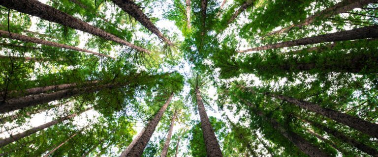 Dal rifiuto al valore: la green history di Marcopolo e il coraggio di (Dis)fare impresa
