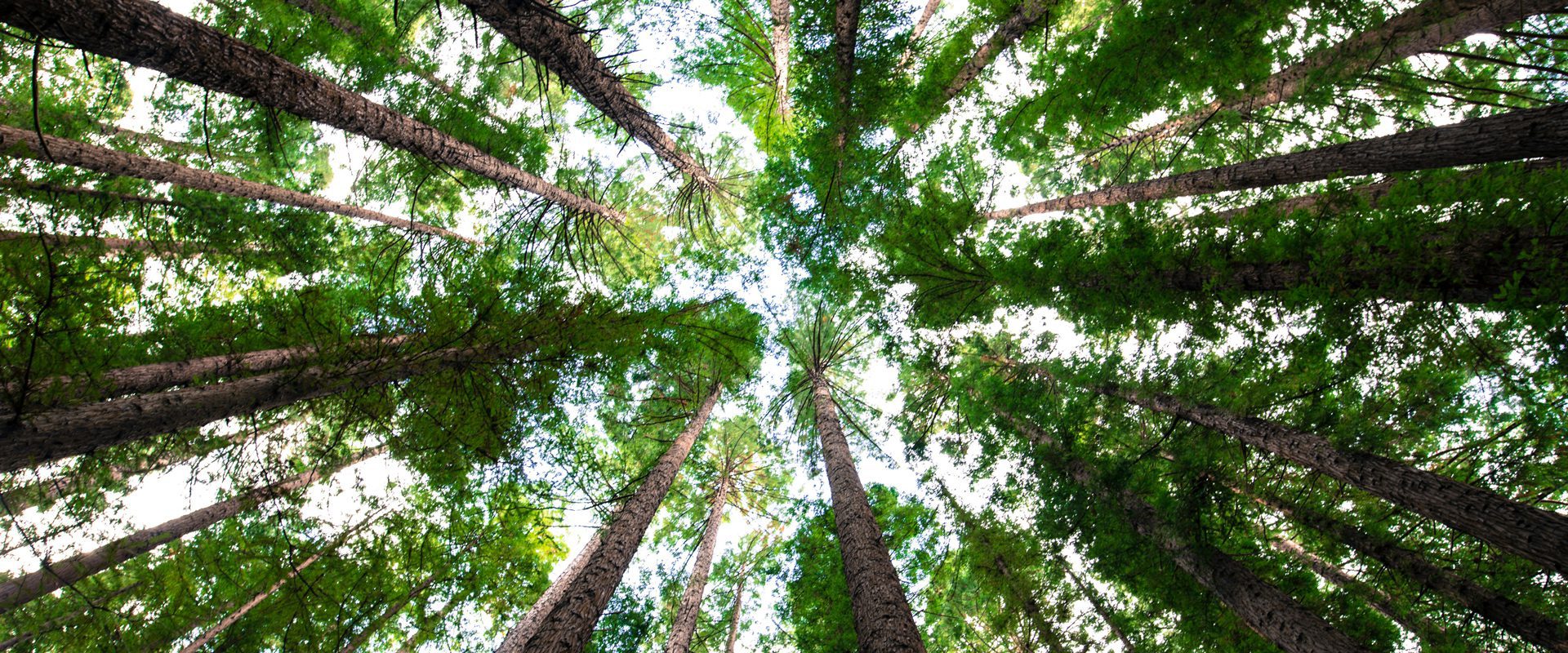 Dal rifiuto al valore: la green history di Marcopolo e il coraggio di (Dis)fare impresa