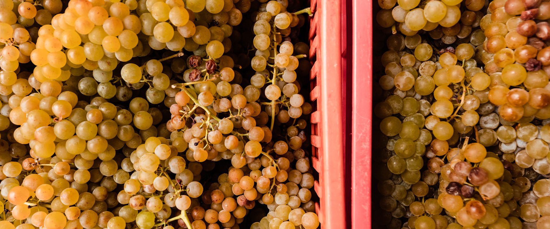 Dogliotti 1870: dalle radici delle Langhe all’export globale, la tradizione come forza competitiva